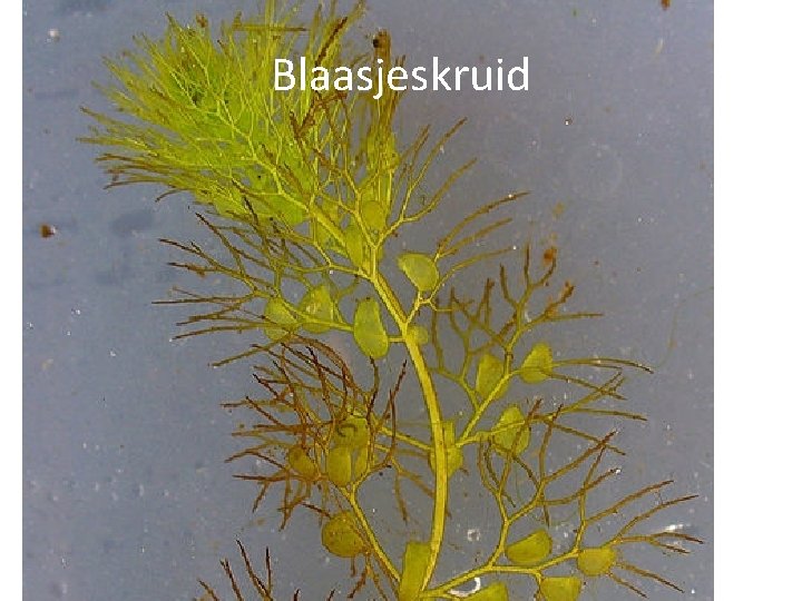 Blaasjeskruid 