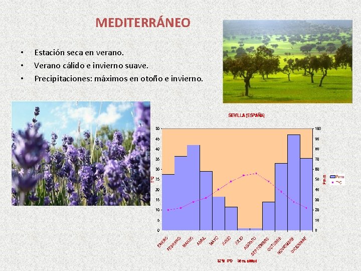 MEDITERRÁNEO • • • Estación seca en verano. Verano cálido e invierno suave. Precipitaciones: MEDITERRÁNEO • • • Estación seca en verano. Verano cálido e invierno suave. Precipitaciones: