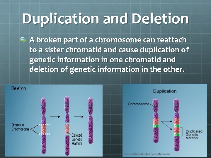 Duplication and Deletion A broken part of a chromosome can reattach to a sister