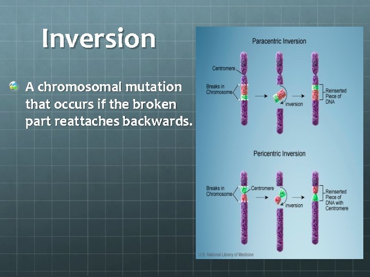 Inversion A chromosomal mutation that occurs if the broken part reattaches backwards. 