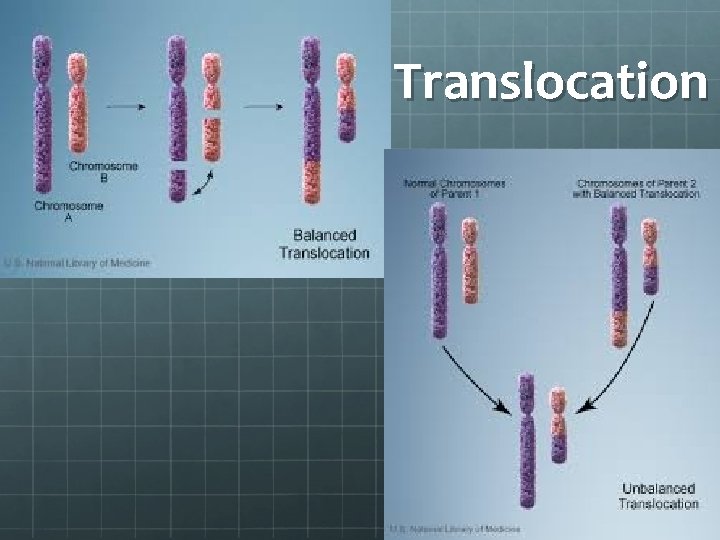 Translocation 