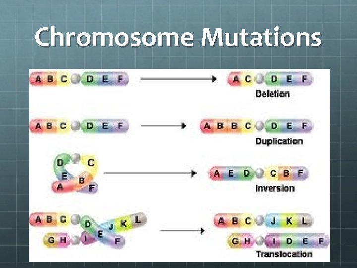 Chromosome Mutations 