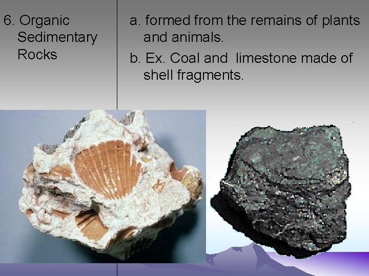 6. Organic Sedimentary Rocks a. formed from the remains of plants and animals. b.