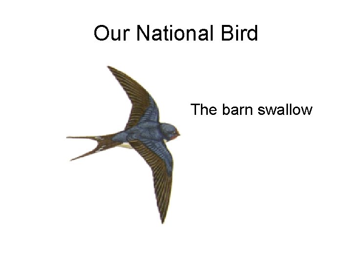 Our National Bird The barn swallow 