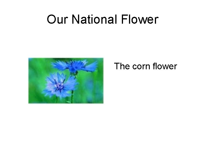 Our National Flower The corn flower 
