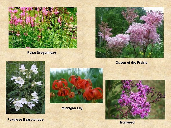 False Dragonhead Queen of the Prairie Michigan Lily Foxglove Beardtongue Ironweed 