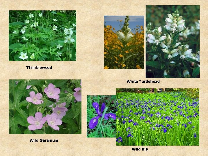 Thimbleweed White Turtlehead Wild Geranium Wild Iris 