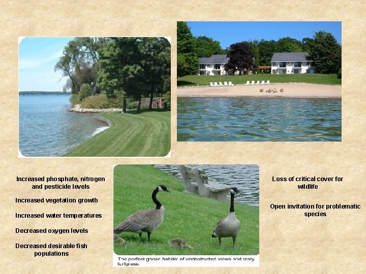 Increased phosphate, nitrogen and pesticide levels Increased vegetation growth Increased water temperatures Decreased oxygen