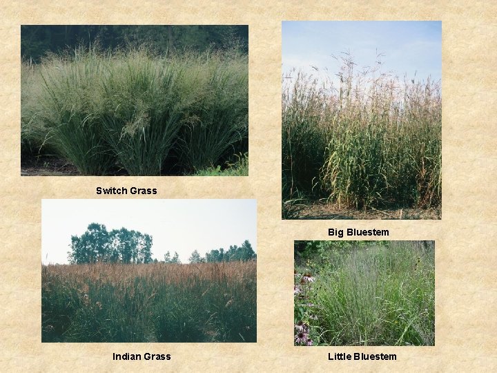 Switch Grass Big Bluestem Indian Grass Little Bluestem 