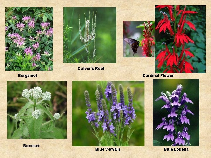 Culver’s Root Bergamot Boneset Cardinal Flower Blue Vervain Blue Lobelia 