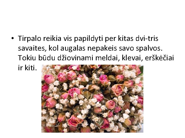 • Tirpalo reikia vis papildyti per kitas dvi-tris savaites, kol augalas nepakeis savo • Tirpalo reikia vis papildyti per kitas dvi-tris savaites, kol augalas nepakeis savo