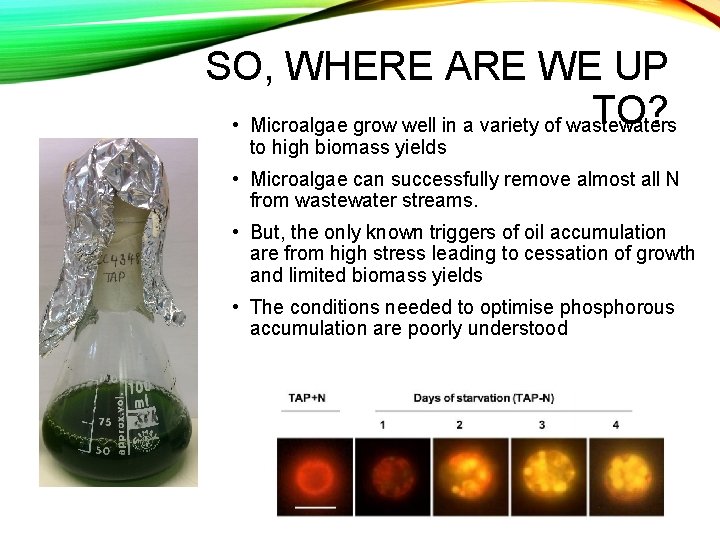 SO, WHERE ARE WE UP TO? • Microalgae grow well in a variety of