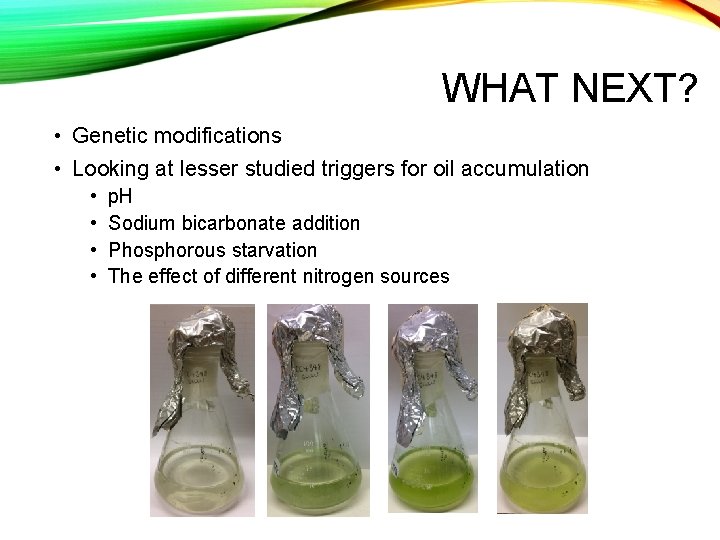 WHAT NEXT? • Genetic modifications • Looking at lesser studied triggers for oil accumulation