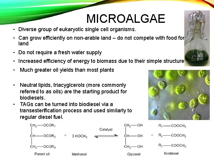 MICROALGAE • Diverse group of eukaryotic single cell organisms. • Can grow efficiently on