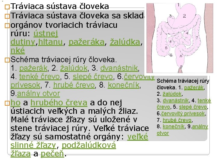  �Tráviaca sústava človeka sa skladá z �orgánov tvoriacich tráviacu rúru: ústnej dutiny, hltanu,