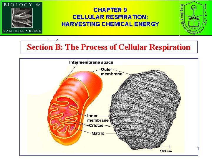 CHAPTER 9 CELLULAR RESPIRATION: HARVESTING CHEMICAL ENERGY Section B: The Process of Cellular Respiration