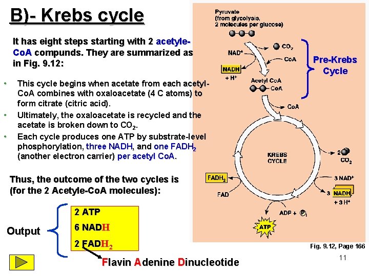 B)- Krebs cycle It has eight steps starting with 2 acetyle. Co. A compunds.