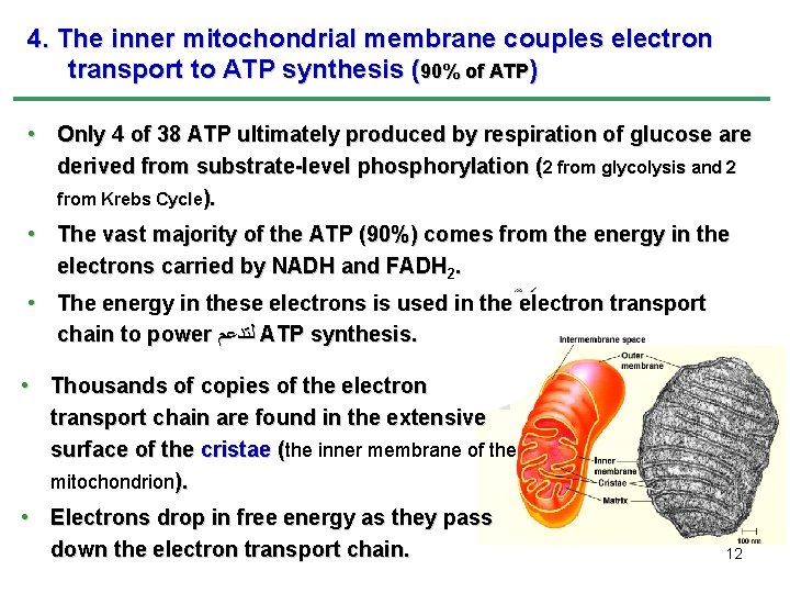 4. The inner mitochondrial membrane couples electron transport to ATP synthesis (90% of ATP)