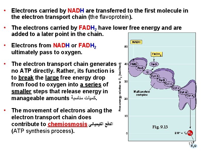  • Electrons carried by NADH are transferred to the first molecule in the