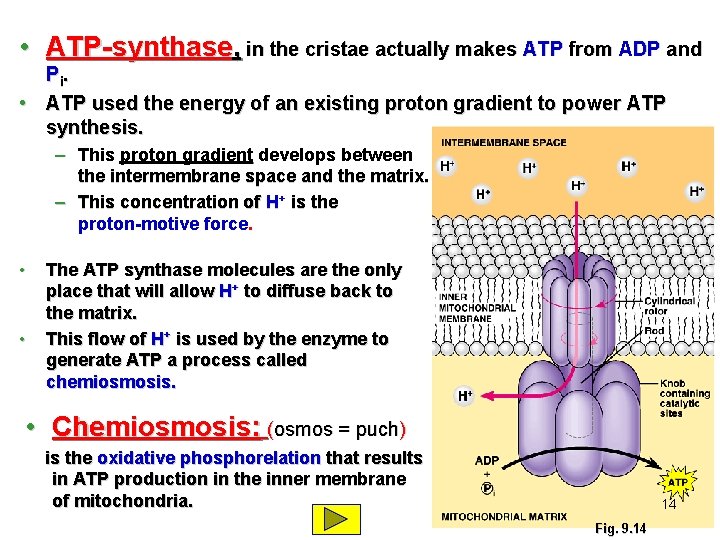  • ATP-synthase, in the cristae actually makes ATP from ADP and Pi. •