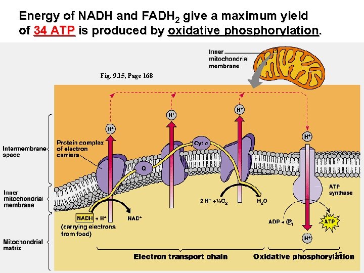 Energy of NADH and FADH 2 give a maximum yield of 34 ATP is