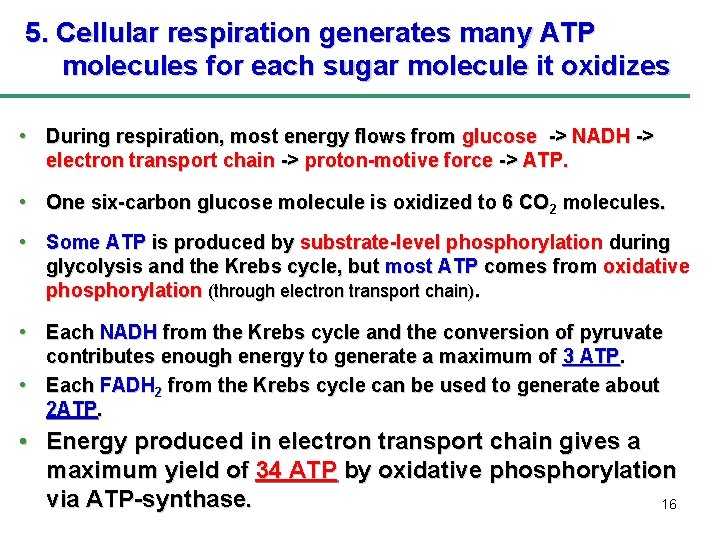 5. Cellular respiration generates many ATP molecules for each sugar molecule it oxidizes •