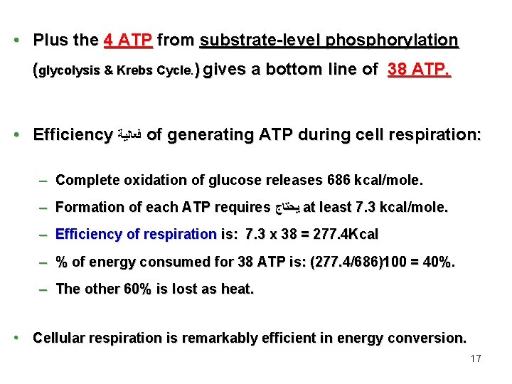  • Plus the 4 ATP from substrate-level phosphorylation (glycolysis & Krebs Cycle. )