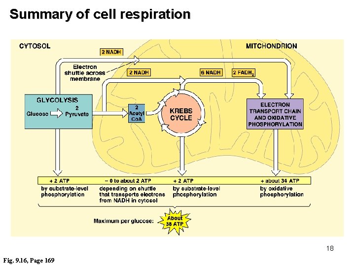 Summary of cell respiration 18 Fig. 9. 16, Page 169 