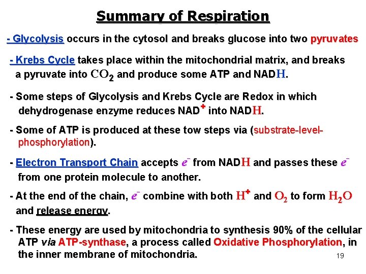 Summary of Respiration - Glycolysis occurs in the cytosol and breaks glucose into two