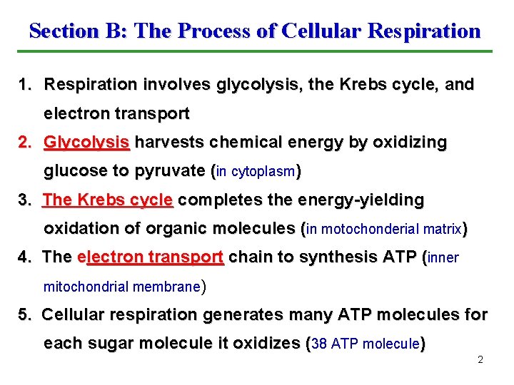 Section B: The Process of Cellular Respiration 1. Respiration involves glycolysis, the Krebs cycle,