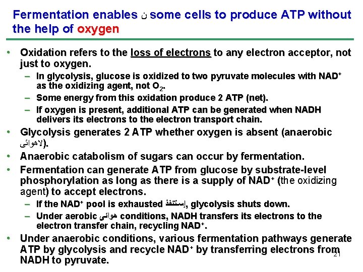 Fermentation enables ﻥ some cells to produce ATP without the help of oxygen •