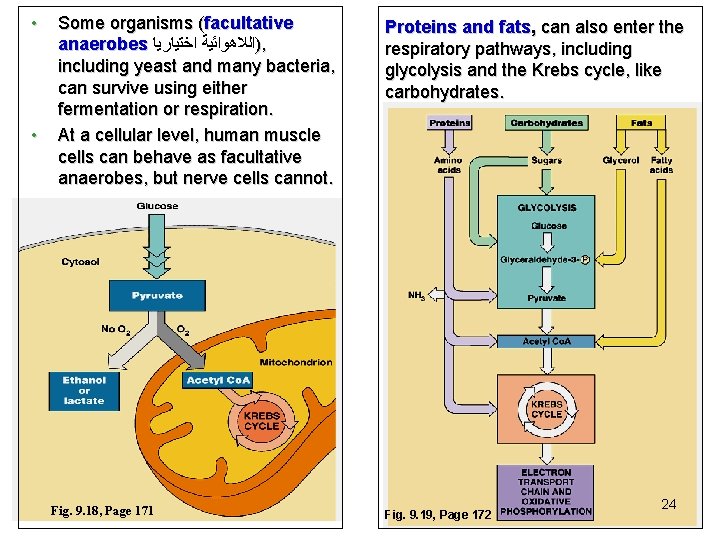  • • Some organisms (facultative anaerobes )ﺍﻟﻼﻫﻮﺍﺋﻴﺔ ﺍﺧﺘﻴﺎﺭﻳﺎ , including yeast and many