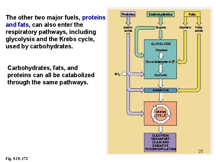 The other two major fuels, proteins and fats, can also enter the respiratory pathways,