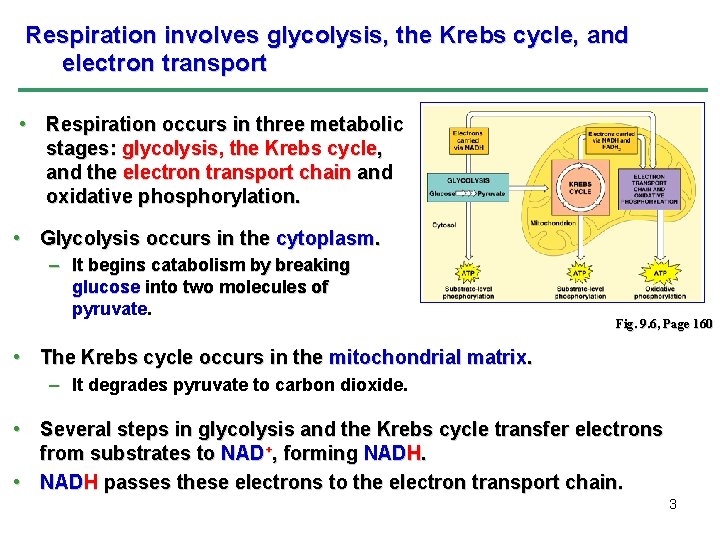 Respiration involves glycolysis, the Krebs cycle, and electron transport • Respiration occurs in three