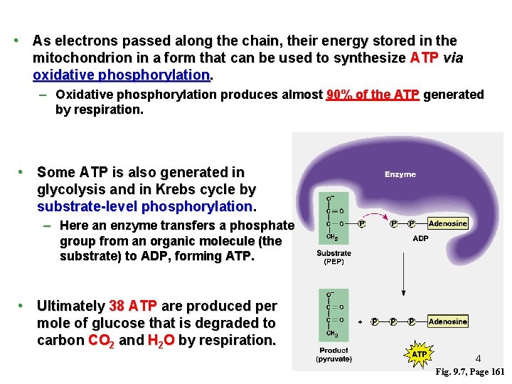  • As electrons passed along the chain, their energy stored in the mitochondrion