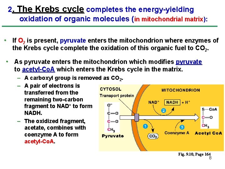 2. The Krebs cycle completes the energy-yielding oxidation of organic molecules (in mitochondrial matrix):