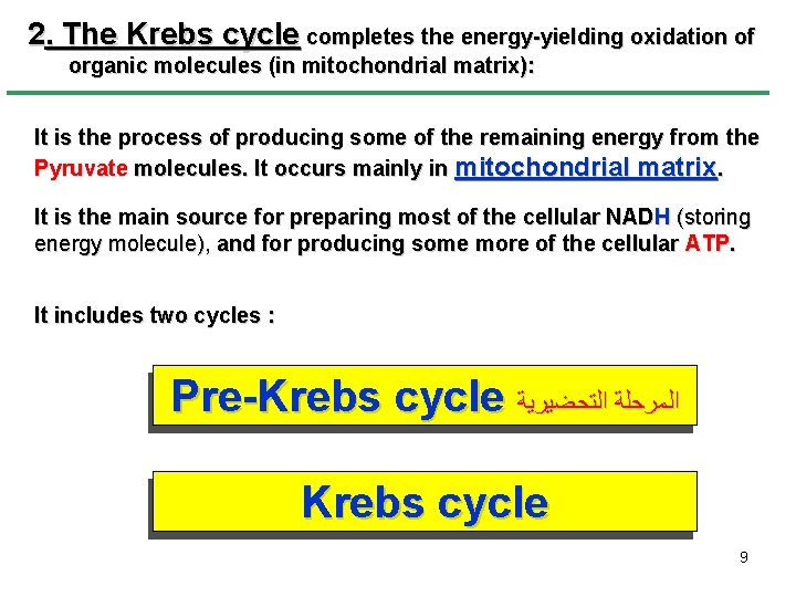 2. The Krebs cycle completes the energy-yielding oxidation of organic molecules (in mitochondrial matrix):