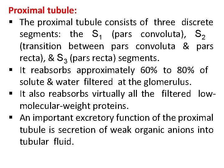Proximal tubule: § The proximal tubule consists of three discrete segments: the S 1