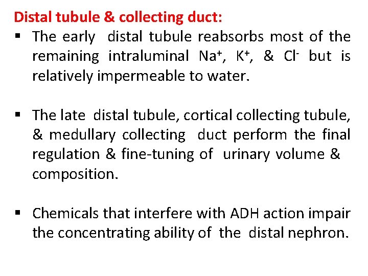 Distal tubule & collecting duct: § The early distal tubule reabsorbs most of the