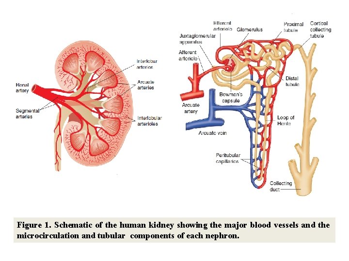 Figure 1. Schematic of the human kidney showing the major blood vessels and the