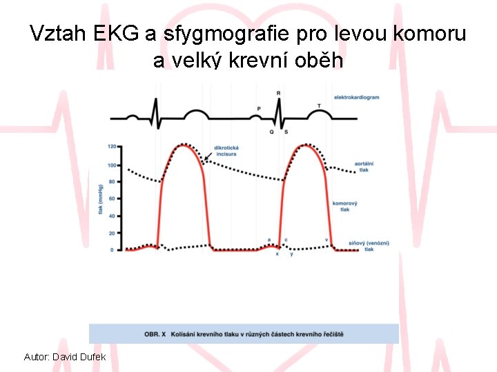 Vztah EKG a sfygmografie pro levou komoru a velký krevní oběh Autor: David Dufek