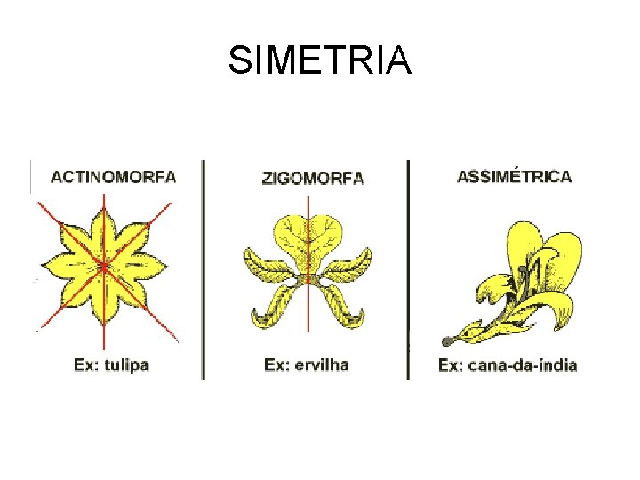 SIMETRIA 