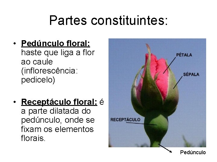 Partes constituintes: • Pedúnculo floral: haste que liga a flor ao caule (inflorescência: pedicelo)