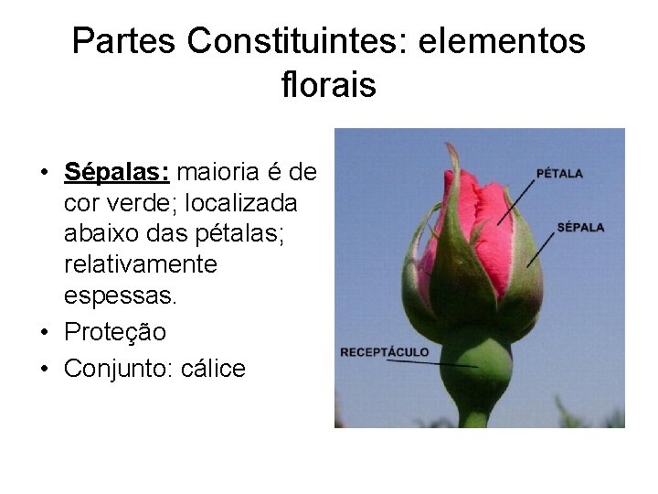 Partes Constituintes: elementos florais • Sépalas: maioria é de cor verde; localizada abaixo das