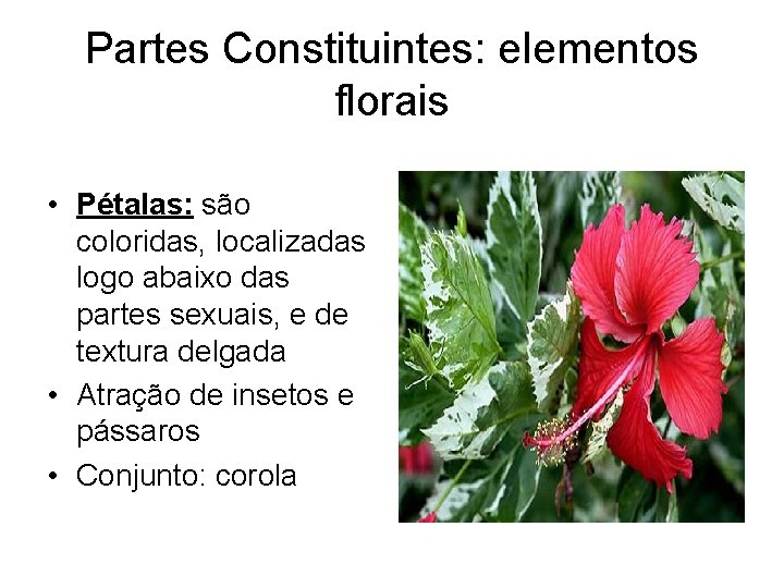 Partes Constituintes: elementos florais • Pétalas: são coloridas, localizadas logo abaixo das partes sexuais,