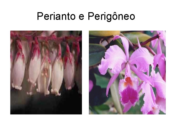 Perianto e Perigôneo 