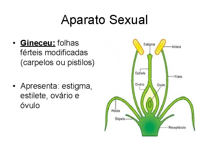 Aparato Sexual • Gineceu: folhas férteis modificadas (carpelos ou pistilos) • Apresenta: estigma, estilete,