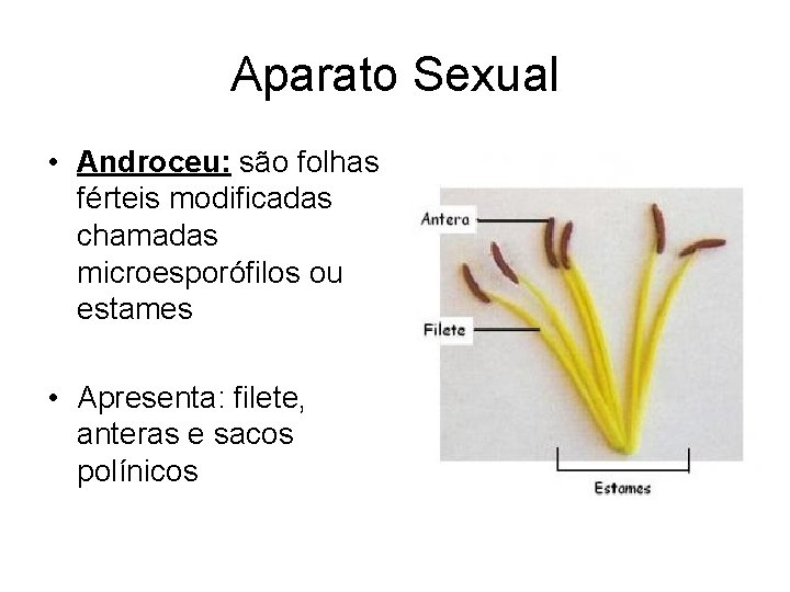 Aparato Sexual • Androceu: são folhas férteis modificadas chamadas microesporófilos ou estames • Apresenta: