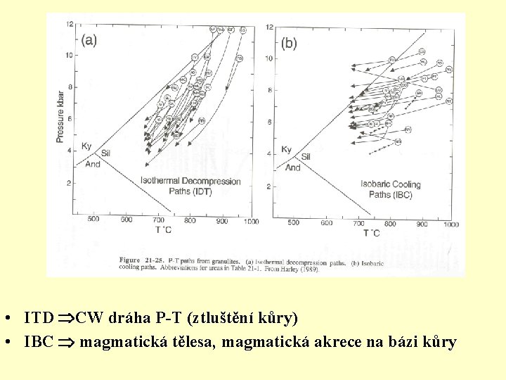  • ITD CW dráha P-T (ztluštění kůry) • IBC magmatická tělesa, magmatická akrece
