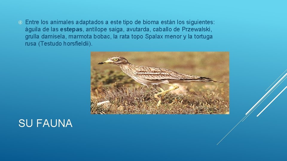  Entre los animales adaptados a este tipo de bioma están los siguientes: águila